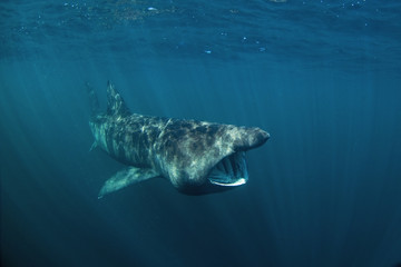Naklejka premium basking shark, cetorhinus maximus, Coll island, Scotland