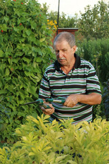Grandpa cuts the bushes