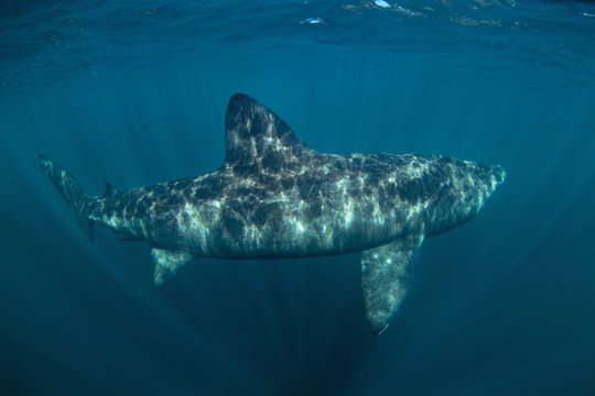 Basking Shark, Cetorhinus Maximus, Coll Island, Scotland