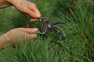 The girl cuts off the plant with secateurs, close-up