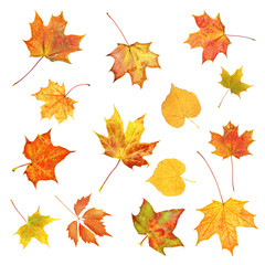 Naklejka na ściany i meble Autumn leaves. Set of colorful fall leaves isolated on white background