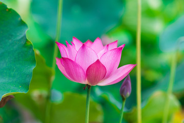 Obraz premium 蓮の花