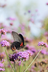 Butterfly and beautiful insect flower