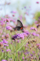 Butterfly and beautiful insect flower