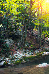 The beginning of autumn in the mountain forest, on the shore of a small river.