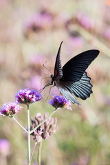 Butterfly and beautiful insect flower