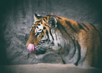 Tiger zeigt Zunge