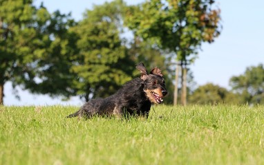 Rauhaardackel rennt über die Wiese