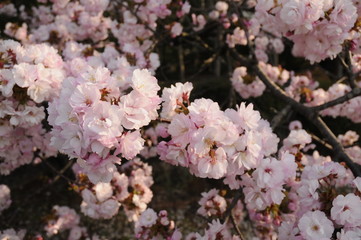 満開の桜