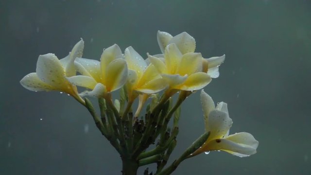 Slow motion, close up raindrops falling over beautiful white and yellow flowers on lush green bush during heavy summer rainfall