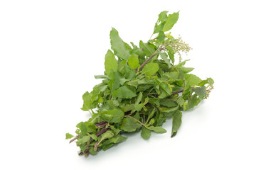 hot basil leaves isolated on white background