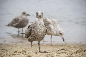 Mewy na plaży © czizus