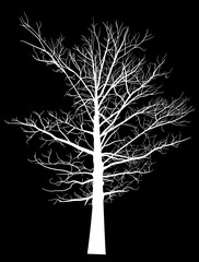 white bare large tree silhouette on black