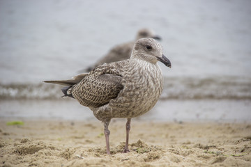 Mewy na plaży © czizus