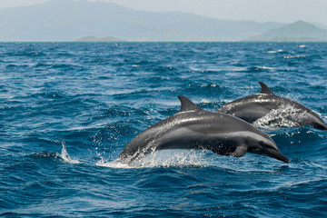 Dolphins