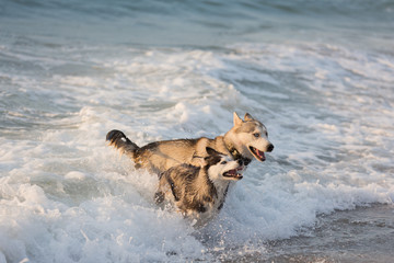 Husky dogs bathe in the sea, play on the shore in the early morning