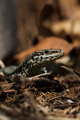 Common Wall Lizard, Lizards, Wall Lizard Podarcis muralis