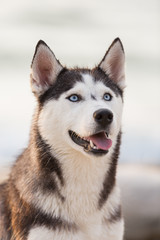 A husky dog sits on the sand, on the seashore
