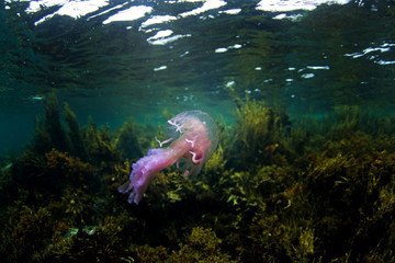 Obraz premium pelagia noctiluca, pelagia, Coll island, Scotland