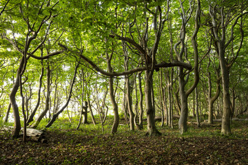 Gespensterwald, Ostseebad Nienhagen, Ostseeküste, Mecklenburg-Vorpommern, Deutschland