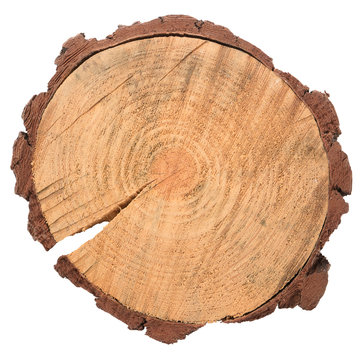 Wood log slice