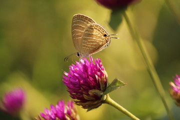 butterfly on flower