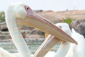 Pelican Bird