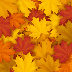 Naklejka na ściany i meble Fallen maple autumn leaves on the ground. Vector autumn background.