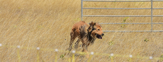 sheep dog training