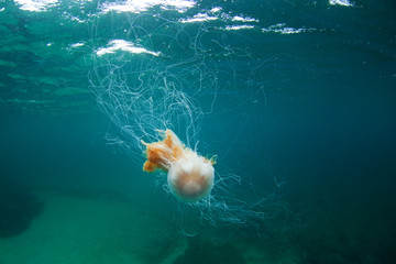 Obraz premium Blue jellyfish, cyanea lamarckii, Coll island, Scotland