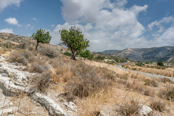 Cyprus Tree Valley