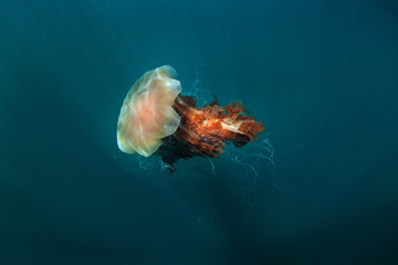 Fototapeta premium lion's mane jellyfish, cyanea capillata, Coll island, Scotland