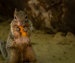 Rock Squirrel