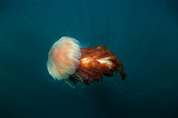 Naklejka premium lion's mane jellyfish, cyanea capillata, Coll island, Scotland
