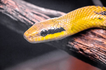 Snake