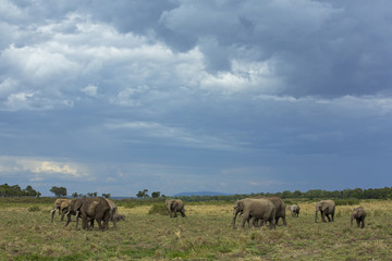 Fototapeta na wymiar Elefantenherde bei der Nahrungsaufnahme