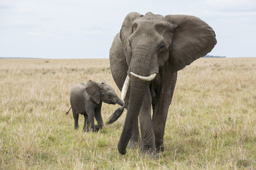 Fototapeta na wymiar Elefantenkuh mit Kalb