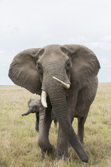Fototapeta na wymiar Elefantenkuh mit Kalb