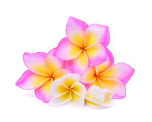 single pink frangipani (plumeria) tropical flower with water drop isolated on white background