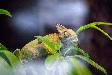 Chameleon
