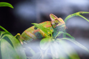 Chameleon