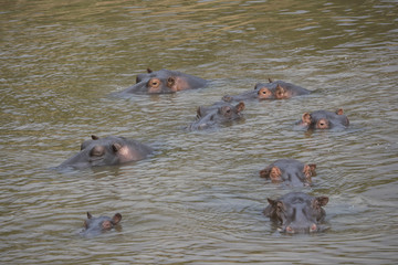 Flusspferde im Fluss