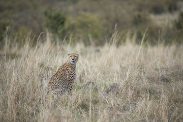 Gepardin haelt nach Beute Ausschau