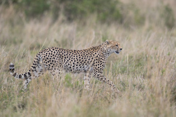 Gepard streift durch die Savanne