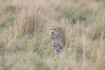 Gepard streift durch die Savanne