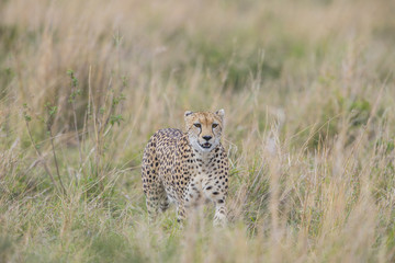 Gepard streift durch die Savanne