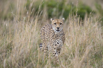 Gepard streift durch die Savanne © aussieanouk