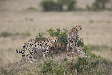 Gepardenfamilie auf einem Huegel