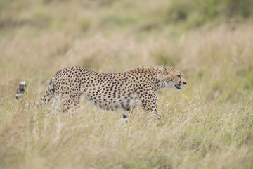 Gepard streift durch die Savanne