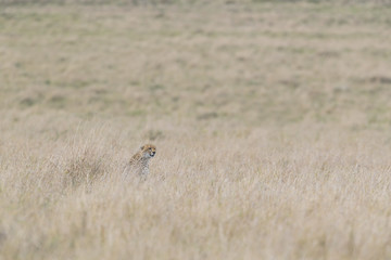 Gepard auf der Jagd 